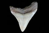 Bargain, Megalodon Tooth - North Carolina #76357-1